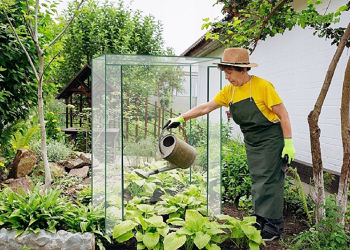 Wyhoduj własne warzywa! Mini szklarnia ogrodowa dla każdego miłośnika upraw!