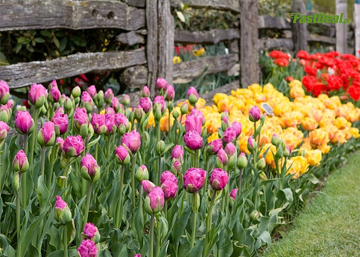 Cebule kwiatowe Tulipanów! Mnóstwo odmian!