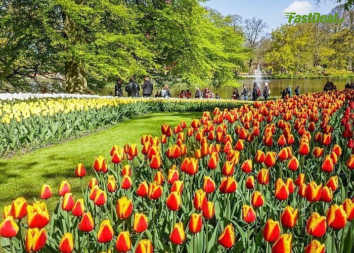 Poczuj wiosnę! Festiwal Tulipanów w Keukenhof! 3 dniowa wycieczka do Holandii połączona ze zwiedzaniem.