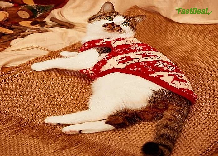 Modny i wygodny sweterek dla Twojego kotka w świątecznej odsłonie