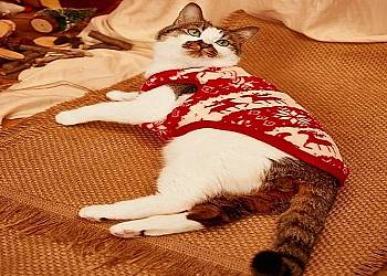 Świąteczne ubranko dla kota