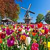 Wycieczka do Holandii na Paradę Kwiatową Express! Opieka pilota! Zwiedzanie wg programu!