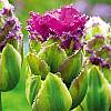 cebule kwiatowe - Tulipan Lodowy Purple Tower 5 szt