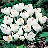 cebule kwiatowe - Krokus Wielkokwiatowy Jeanne Darc 10 szt