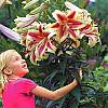 cebule kwiatowe - Lilia drzewiasta Robert Swanson 1 szt