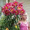 cebule kwiatowe - Lilia drzewiasta Satisfaction 1 szt