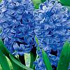 cebule kwiatowe - Hiacynt Pachnący Delft Blue 3 szt 