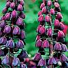 cebule kwiatowe - Fritillaria - Szachownica Cesarska Korona Perska czarna 1 szt