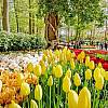 3-dniowa wycieczka Amsterdam i Festiwal Tulipanów dla 1 osoby