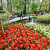 3-dniowa wycieczka Amsterdam i Festiwal Tulipanów dla 1 osoby