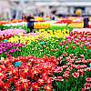 Wycieczka do Holandii na Paradę Kwiatową z noclegiem. Zwiedzanie Amsterdamu i ogród Keukenhof!